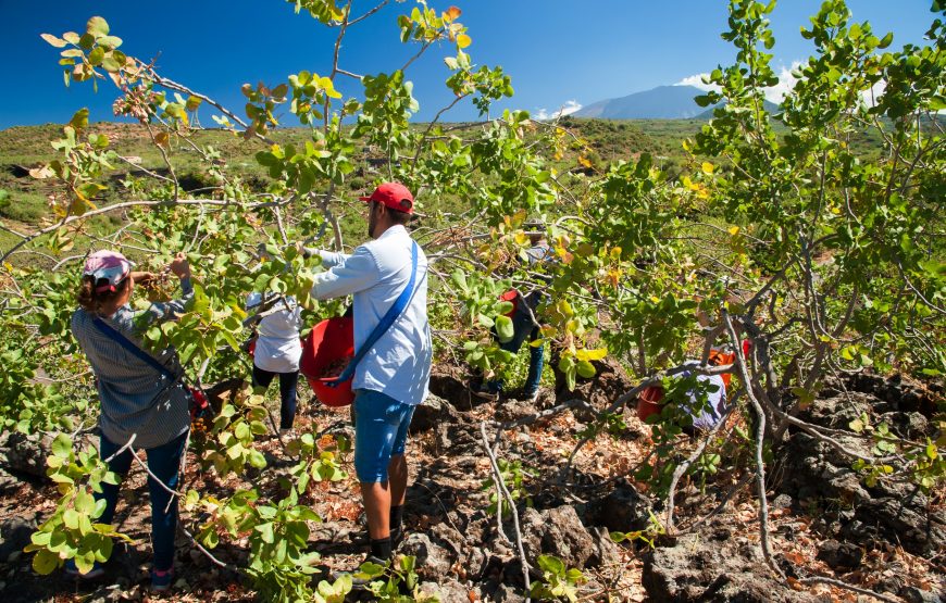 Palermo to Agrigento Private Driving Tour